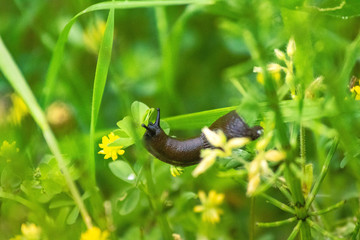 snail on the grass
