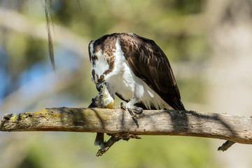 Osprey rips into a fish with its beak.