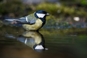 A great tit in a branch with moss