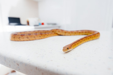 In a modern veterinary clinic, a yellow snake is examined. Veterinary clinic