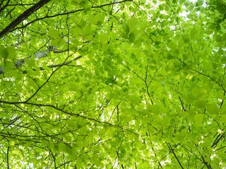 Fototapeta premium Buchenbäume - zarte grüne Blätter im Frühling