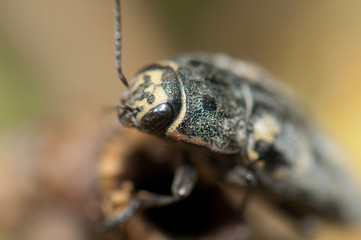 Jewel beetle Buprestis bertheloti. Integral Natural Reserve of Inagua. Gran Canaria. Canary Islands. Spain.