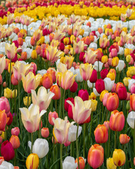 colorful tulips in a garden