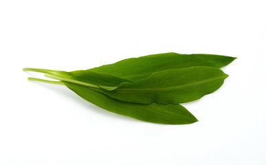 Ramsons (Wild Garlic) isolated on a white background. 