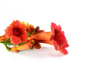 Red flowers of trumpet creeper climber vine - Campsis radicans isolated on white background....