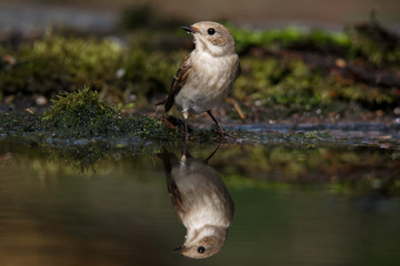 The spotted flycatcher is a small passerine bird in the Old World flycatcher family.