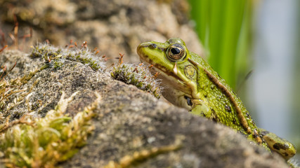 frog on the stone