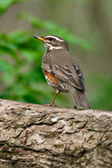 A mavis sits on a branch of a bush