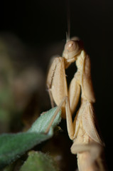 Praying mantis (Pseudoyersinia subaptera). Integral Natural Reserve of Inagua. Gran Canaria. Canary Islands. Spain.