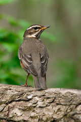 A mavis sits on a branch of a bush