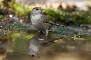 Eurasian Blackcap, Sylvia atricapilla. Identification: Grayish brown upper parts female is reddish brown.