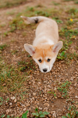 A small Corgi puppy crawls on the ground towards me - the owner and friend, looking into my eyes and wagging its tail