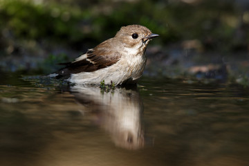 Eurasian Blackcap, Sylvia atricapilla. Identification: Grayish brown upper parts female is reddish brown.