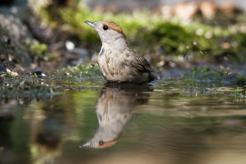 Eurasian Blackcap, Sylvia atricapilla. Identification: Grayish brown upper parts female is reddish brown.