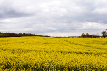 Obraz premium Rapeseed field under cloudy sky