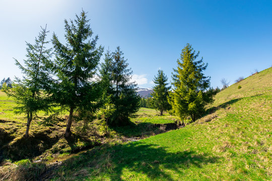 beautiful mountain landscape in springtime. trees on the grassy meadow. small brook in the valley. forested hills on the distant ridge with snow capped tops. idyllic scenery