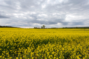 Fototapeta premium Rapeseed field under cloudy sky