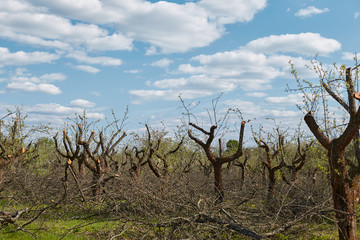 Professional trimming trees in the orchard. Caring for trees in the garden, gardening. no people. cut branches on the grass