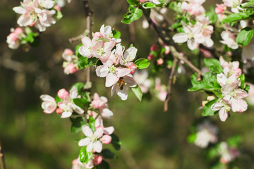 Branch of blooming apples in the garden against the sky. Pink flowers