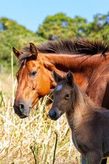 Obraz premium Stuten und Fohlen auf der Weide