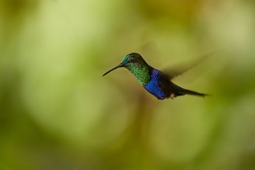 Hummingbird flying mid air, blurred wings