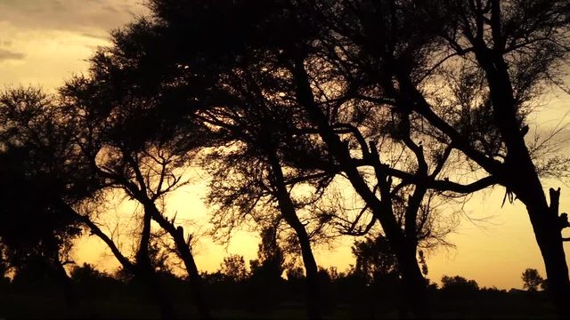 sunset in the woods