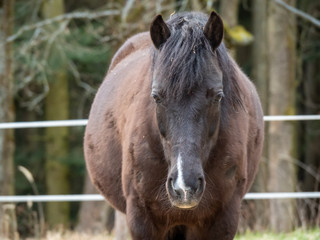 Fototapeta premium Black-brown horse standing on a pasture near the forest and looking sadly. Suitable for backgrounds