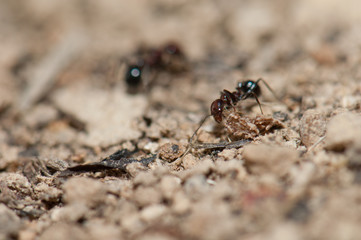 Ant Messor minor maurus. Integral Natural Reserve of Inagua. Gran Canaria. Canary Islands. Spain.