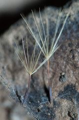 Dandelion seeds on a rock in the Integral Natural Reserve of Inagua. Gran Canaria. Canary Islands. Spain.