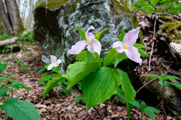 Appalachian Mountain Wildflowers in Spring