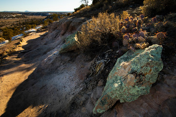 Lichens and Cacti