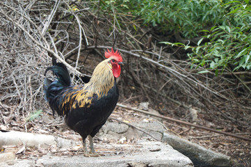 Rooster Gallus gallus domesticus. The Nublo Rural Park. Tejeda. Gran Canaria. Canary Islands. Spain.