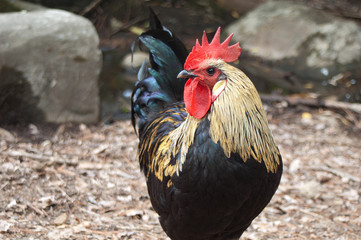 Rooster Gallus gallus domesticus. The Nublo Rural Park. Tejeda. Gran Canaria. Canary Islands. Spain.