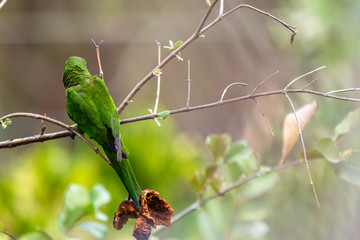 an isolated tropical green parrot perches on tree branch with its back facing the camera