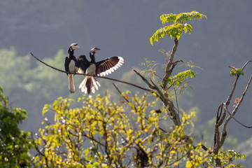 Oriental pied hornbills (Anthracoceros albirostris) in Taman Negara, Malaysia