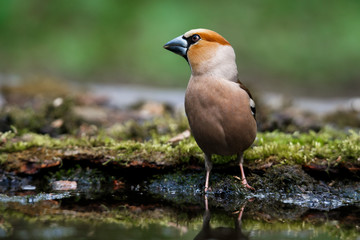 grosbeak sits near the water on a snag with moss.