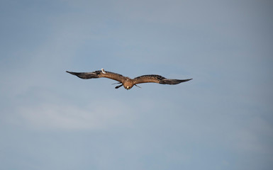 eagle in the sky