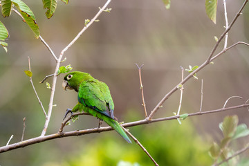 an isolated green parrot perches on tree branch looking to camera left on a spring afternoon 