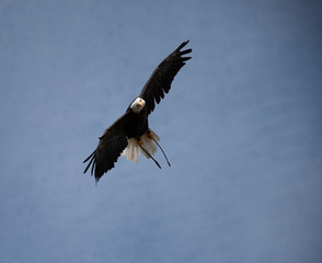 eagle in the sky