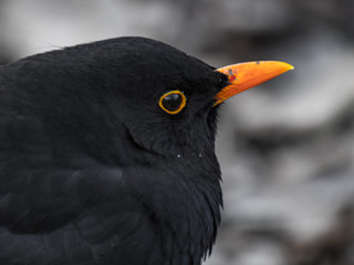 close up of a black bird