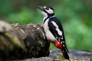a woodpecker on a perch looks around for food. Great Spotted Woodpecker.