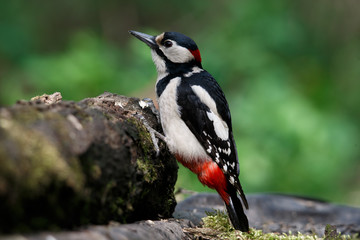 a woodpecker on a perch looks around for food. Great Spotted Woodpecker.