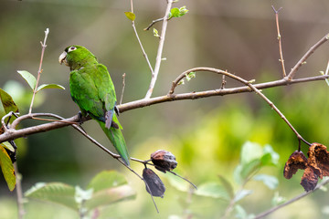 an isolated green parrot perches on tree branch looking to camera left on a spring afternoon 