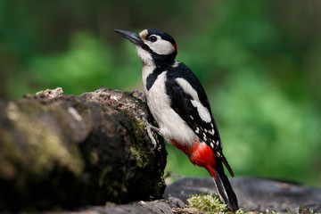 a woodpecker on a perch looks around for food. Great Spotted Woodpecker.