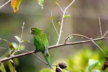 an isolated green parrot perches on tree branch looking to camera left on a spring afternoon 