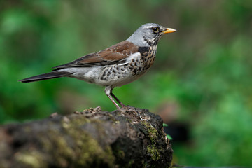 thrush the Fieldfare near the water in spring against the background of greenery