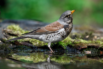 thrush the Fieldfare near the water in spring against the background of greenery