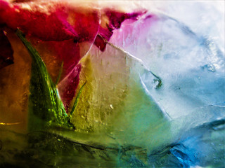 Rose in a ice cube