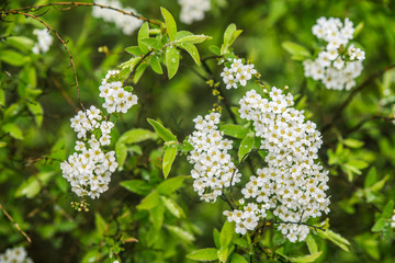 Branch of white Spiraea. Spring time blossom