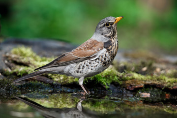 thrush the Fieldfare near the water in spring against the background of greenery